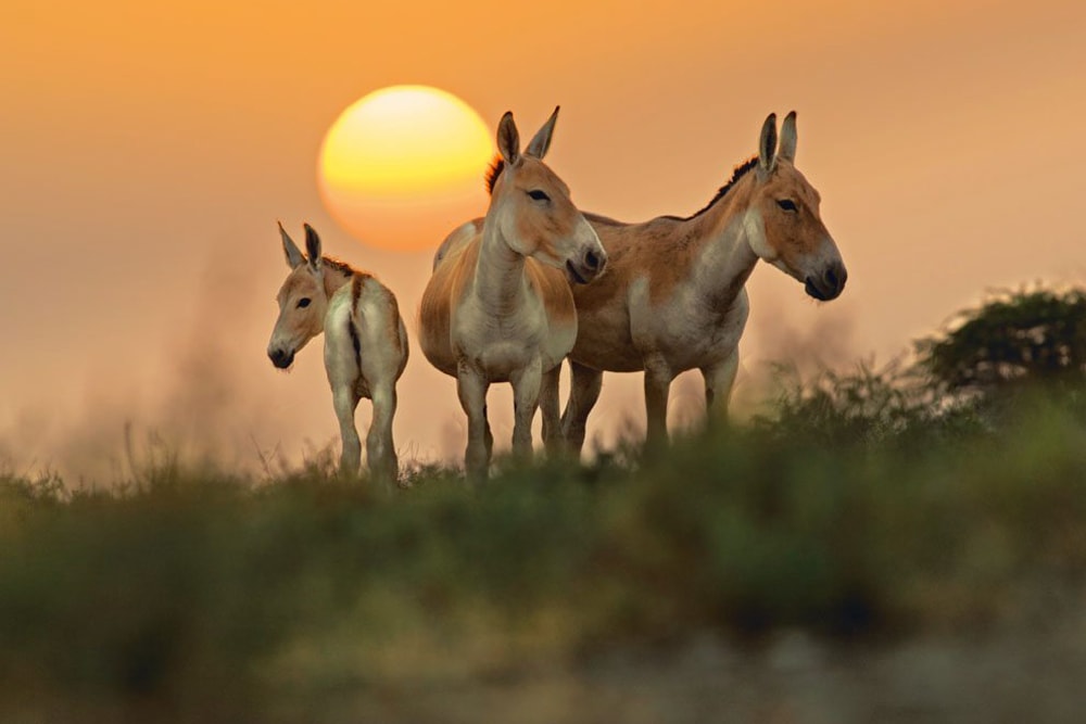kutch
